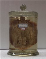 藏品(尖嘴土魟)的圖片